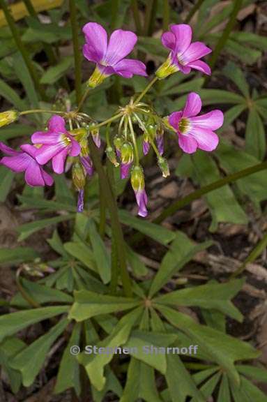 oxalis magnifica 1 graphic